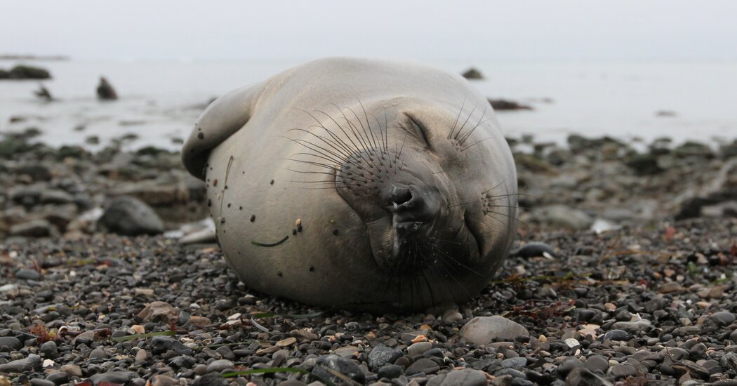 Elephant Seals Take Power Naps During Deep Ocean Dives