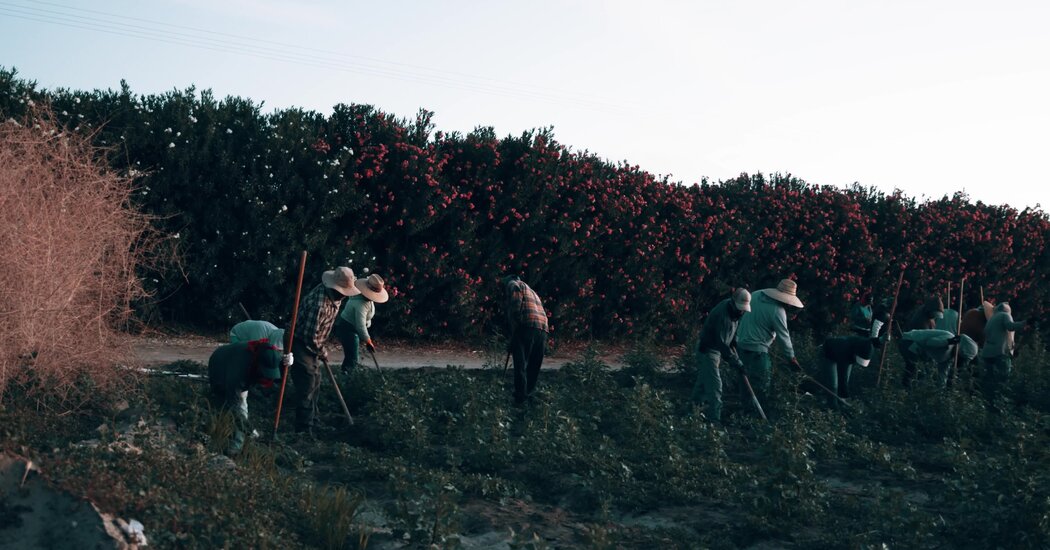 Retirement Without a Net: The Plight of America’s Aging Farmworkers